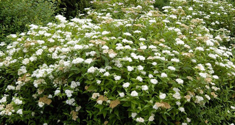 Спирея японская albiflora
