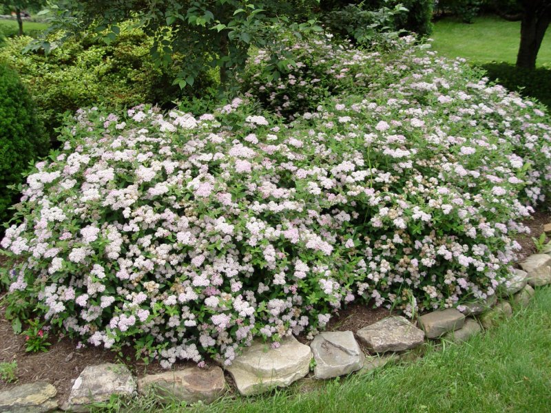 Спирея albiflora