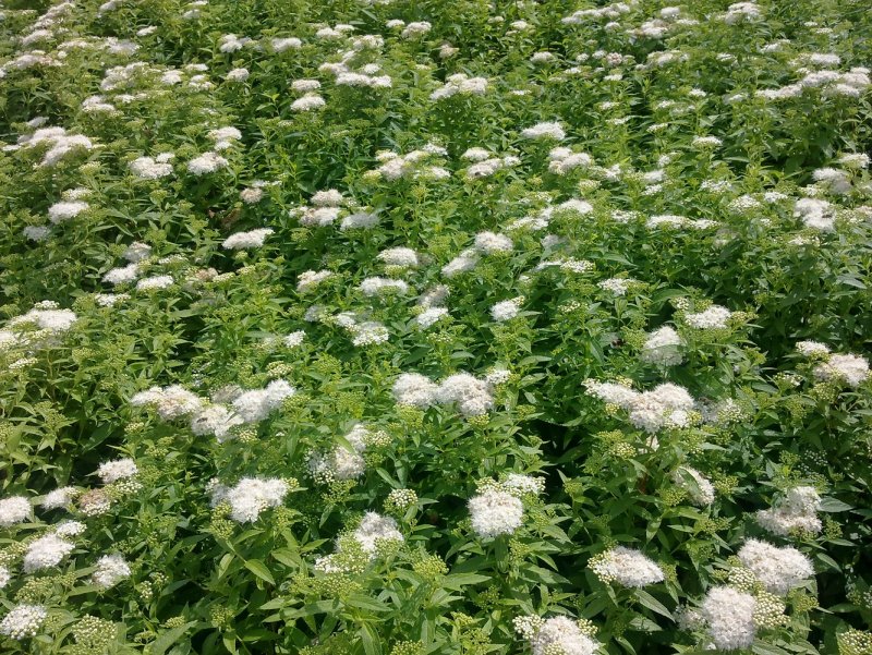 Спирея японская Альбифлора (albiflora)