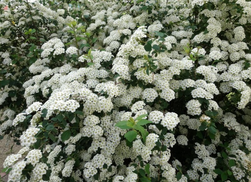 Спирея японская Альбифлора (albiflora)