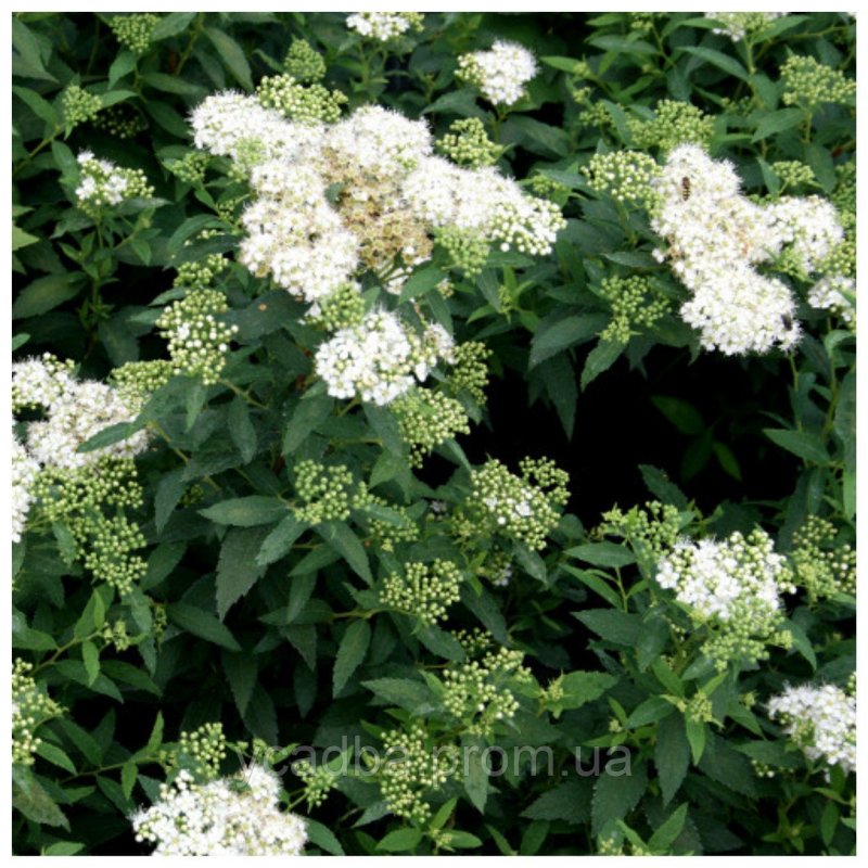 Спирея японская Spiraea japonica "Golden Princes"