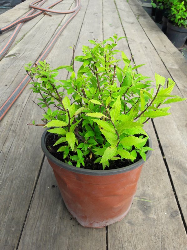 Спирея японская Spiraea japonica crispa