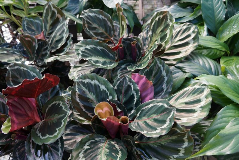 Калатея Мисто Calathea misto