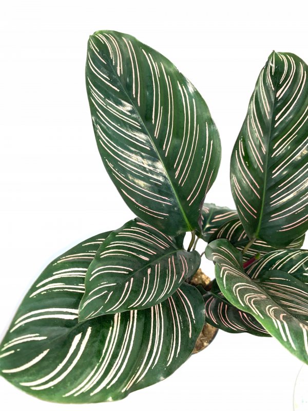Calathea Бурле маркси