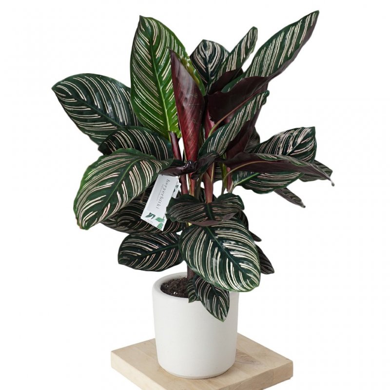 Калатея (Calathea)