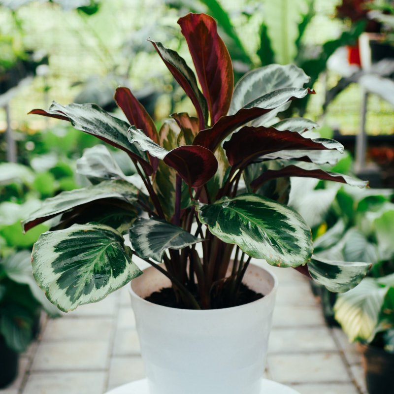 Калатея руфибарба Calathea rufibarba