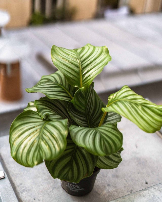 Калатея орбифолия Calathea orbifolia