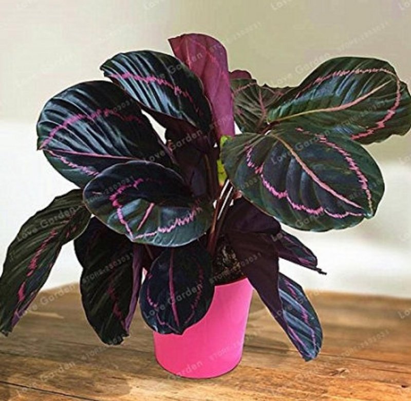 Калатея розеопикта Calathea roseopicta