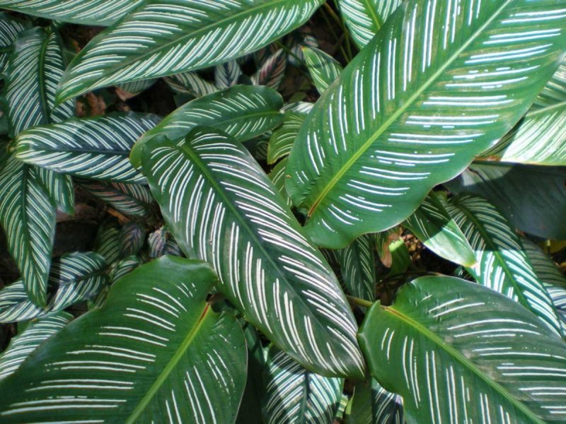 Calathea сандериана