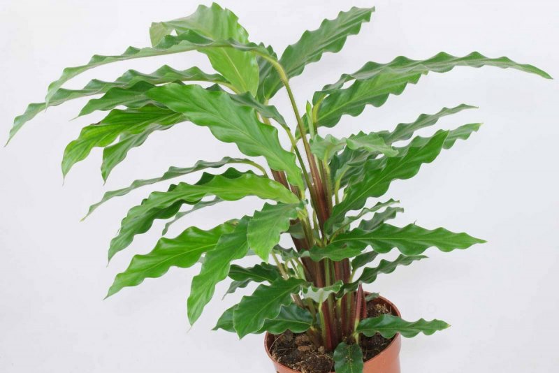Calathea Лансифолия