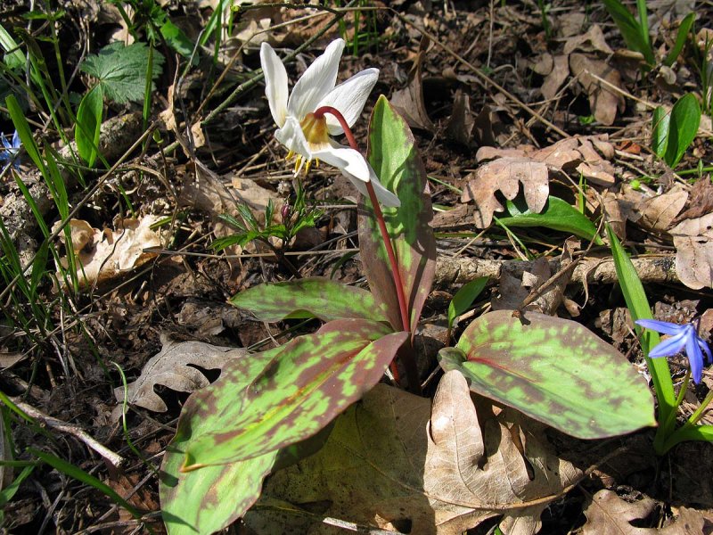 Кандык кавказский (Erythronium caucasicum)