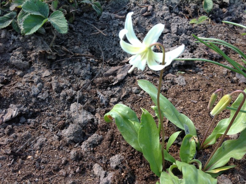 Кандык (Erythronium)