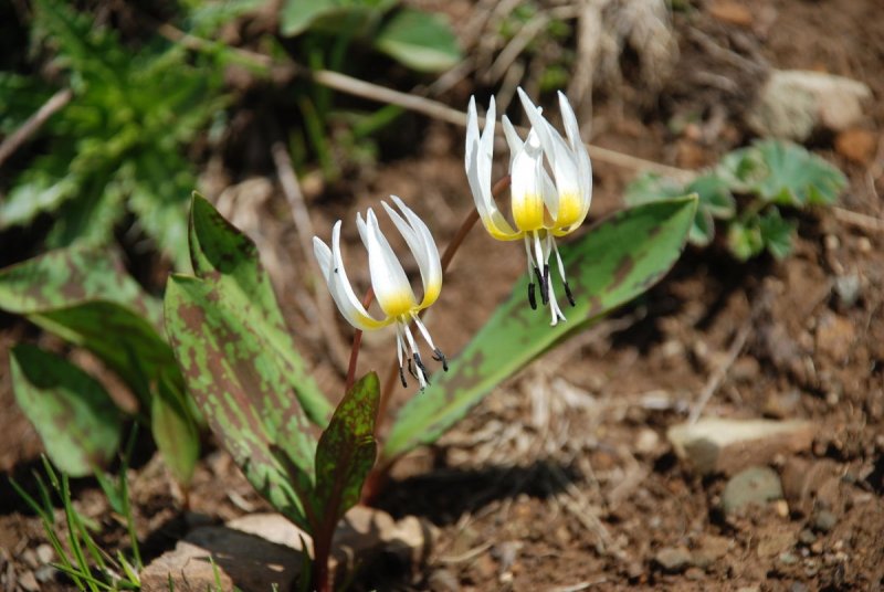 Кандык (Erythronium)