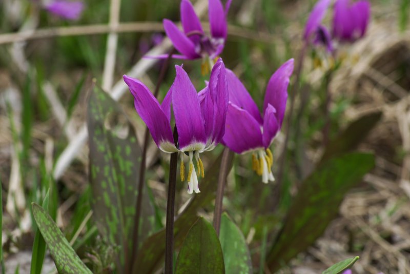 Кандык (Erythronium)