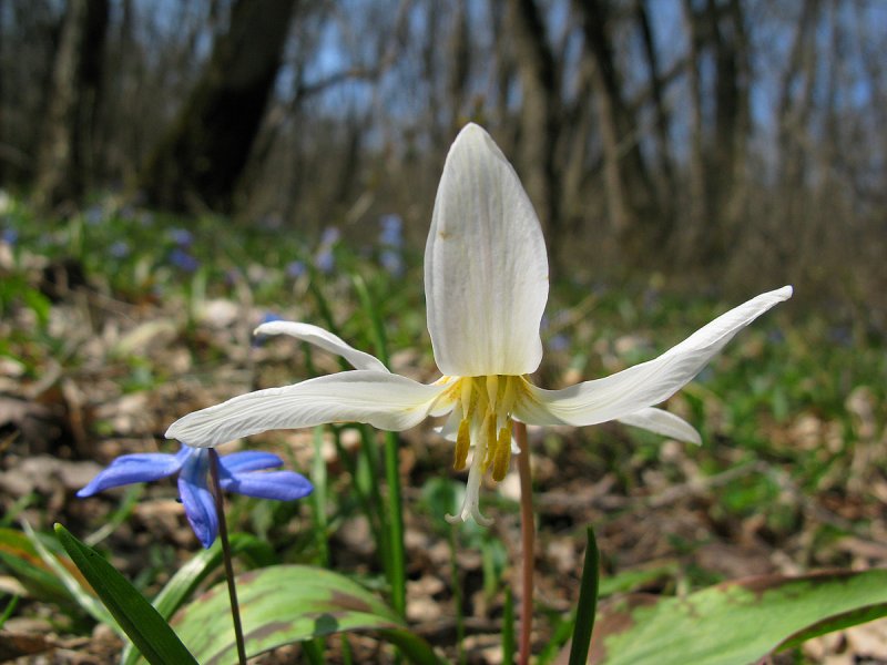 Erythronium caucasicum