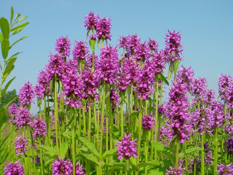 Буквица Бетоника Betonica officinalis