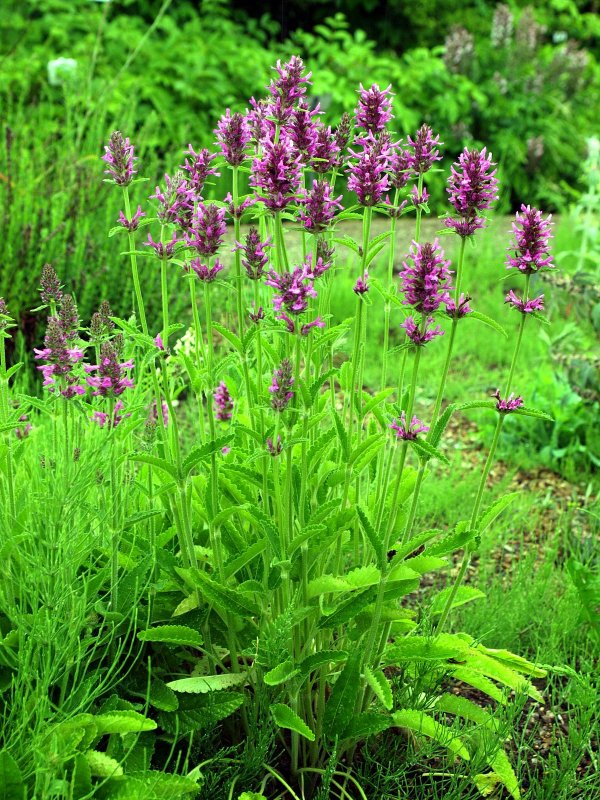 Буквица (Betonica grandiflora)