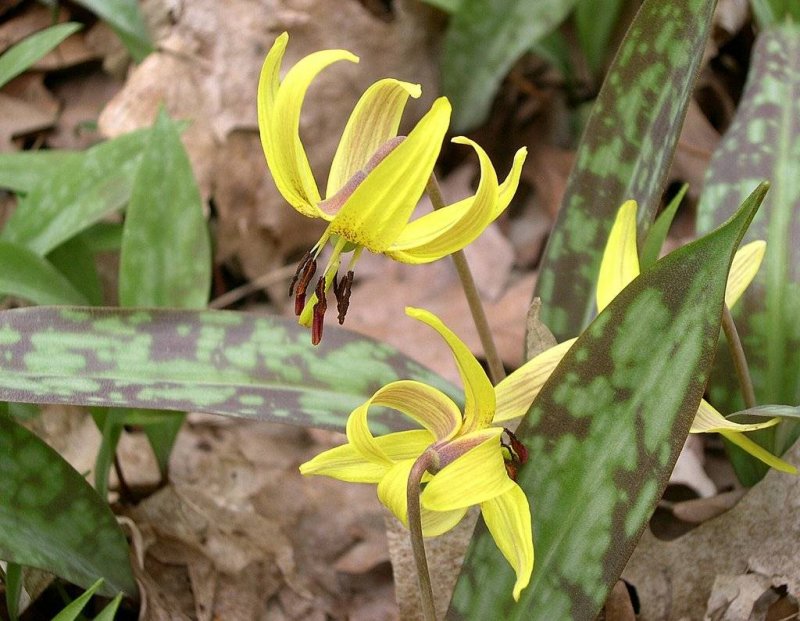 Кандык Erythronium dens-canis