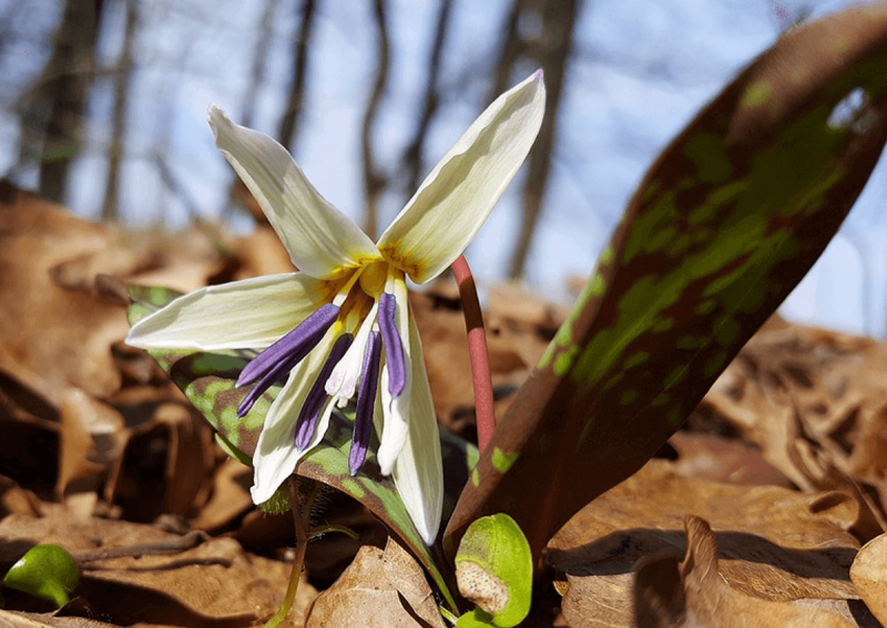 Erythronium oregonum