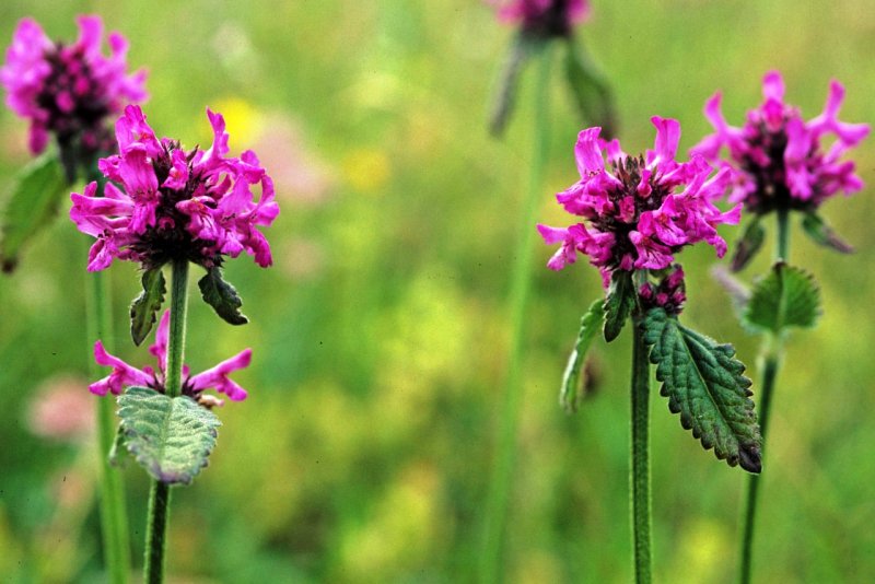 Буквица Бетоника Betonica officinalis