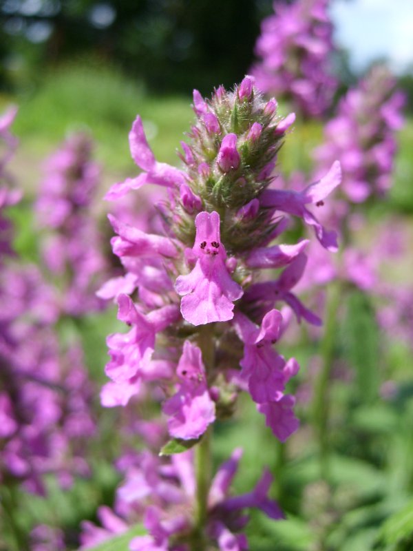 Буквица Бетоника Betonica officinalis