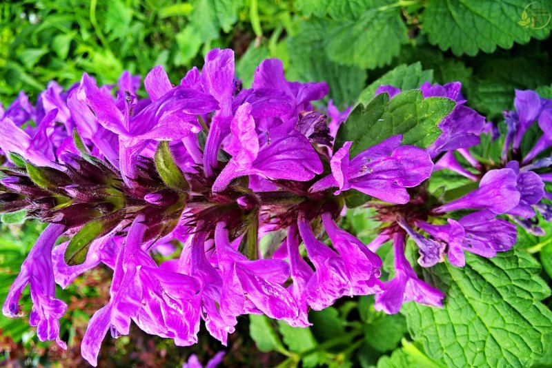 Betonica grandiflora