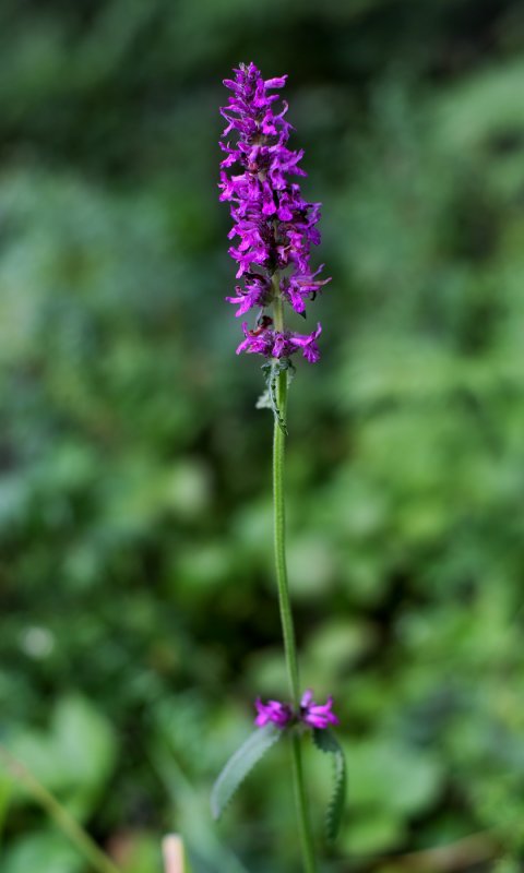 Betonica officinalis