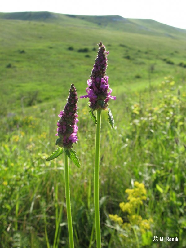 Буквица лекарственная - Betonica officinalis