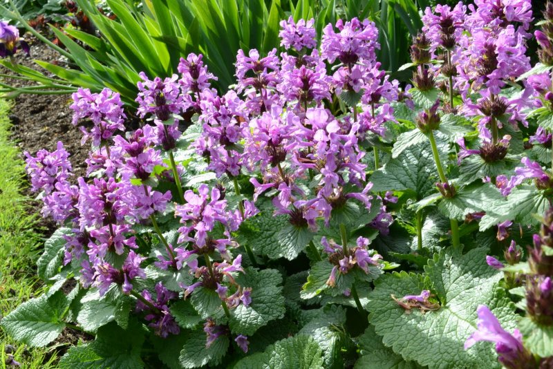 Stachys grandiflora 'superba'
