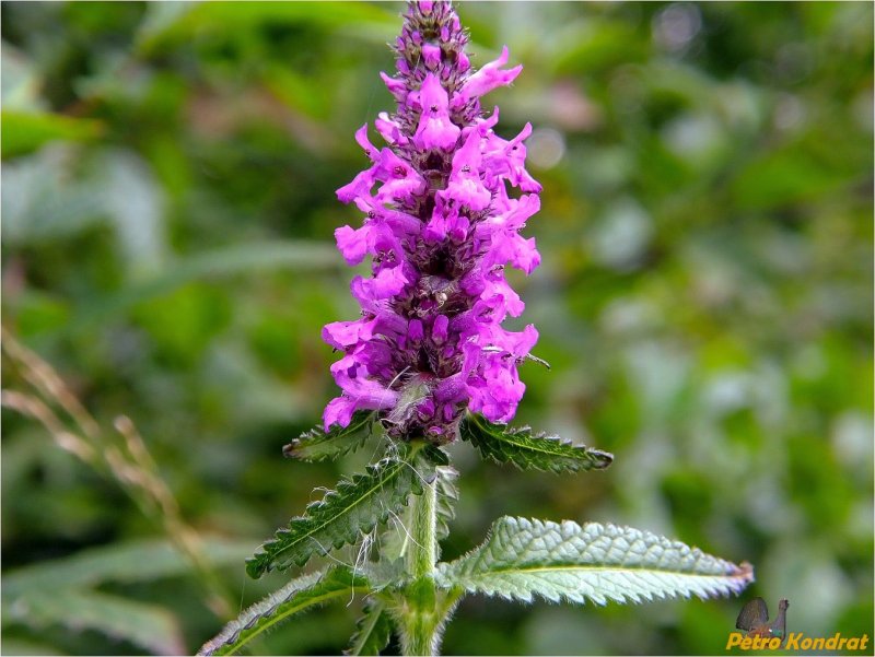 Буквица Бетоника Betonica officinalis