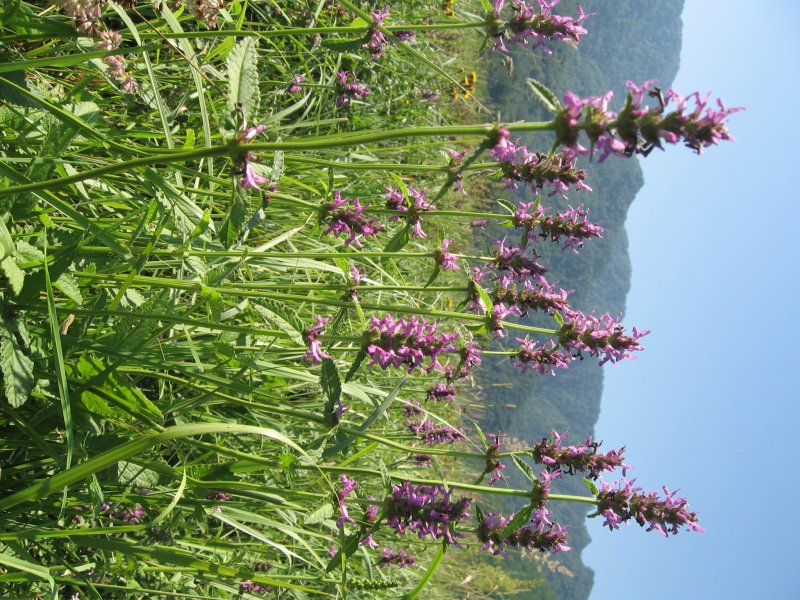 Буквица Бетоника Betonica officinalis