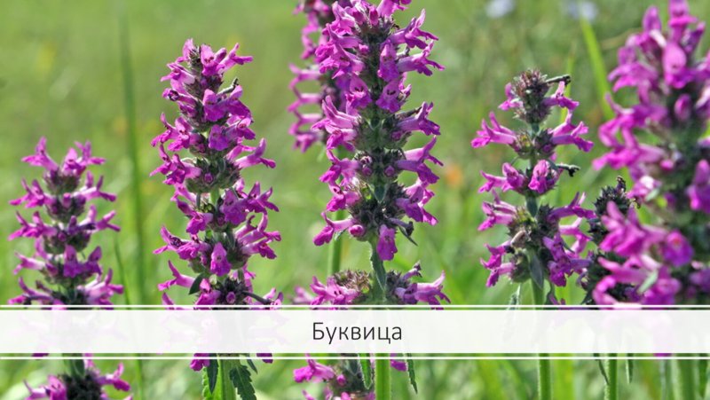 Буквица чистец лекарственный