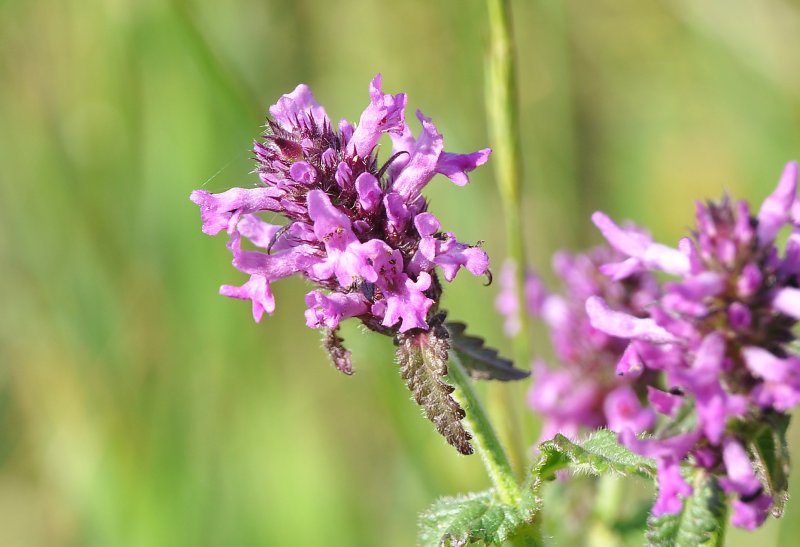 Буквица Бетоника Betonica officinalis