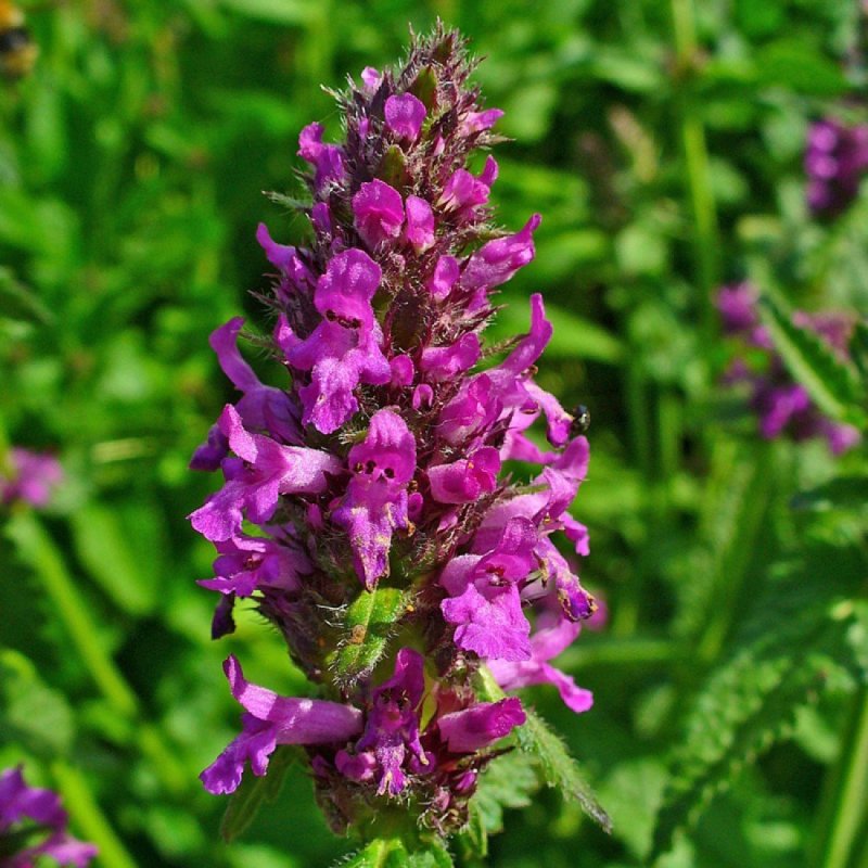 Betonica officinalis