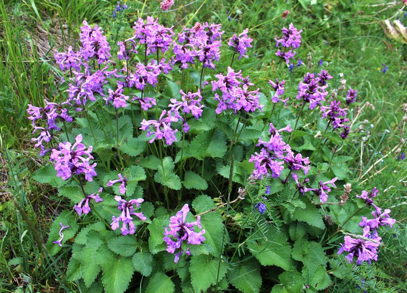 Буквица (Betonica grandiflora)