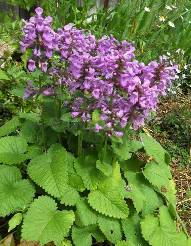 Буквица (Betonica grandiflora)