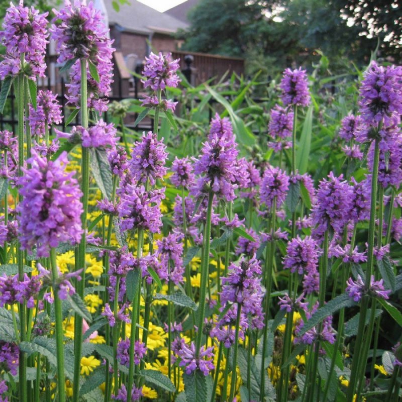 Stachys officinalis