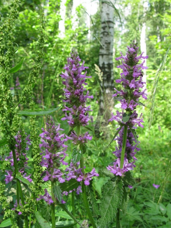 Буквица Лесная