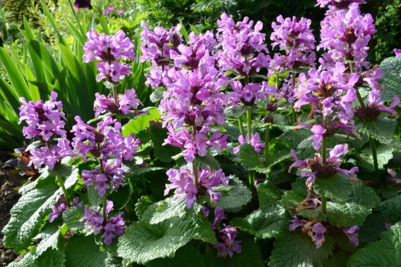 Stachys grandiflora
