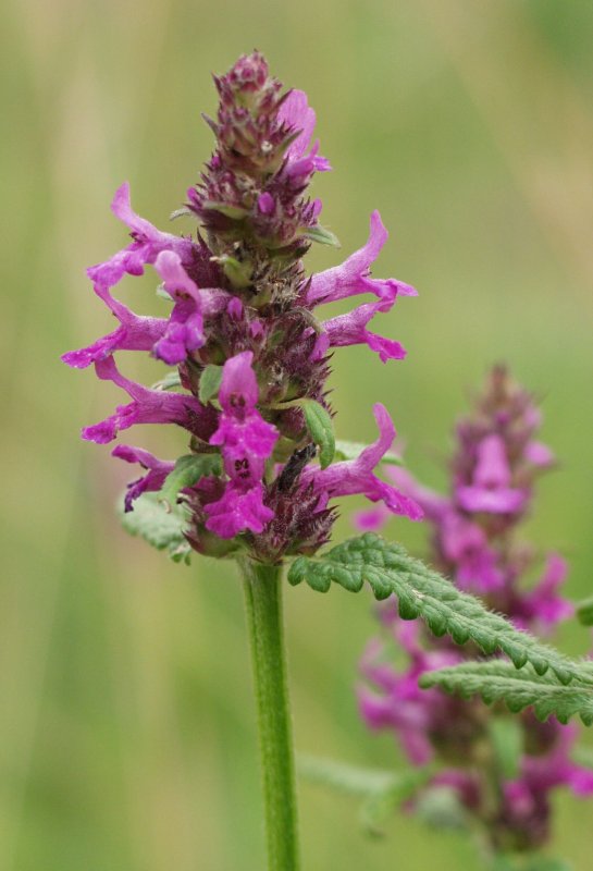 Буквица Бетоника Betonica officinalis