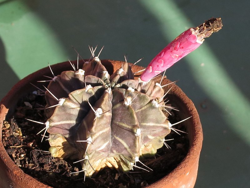 Gymnocalycium mihanovichii lb 12