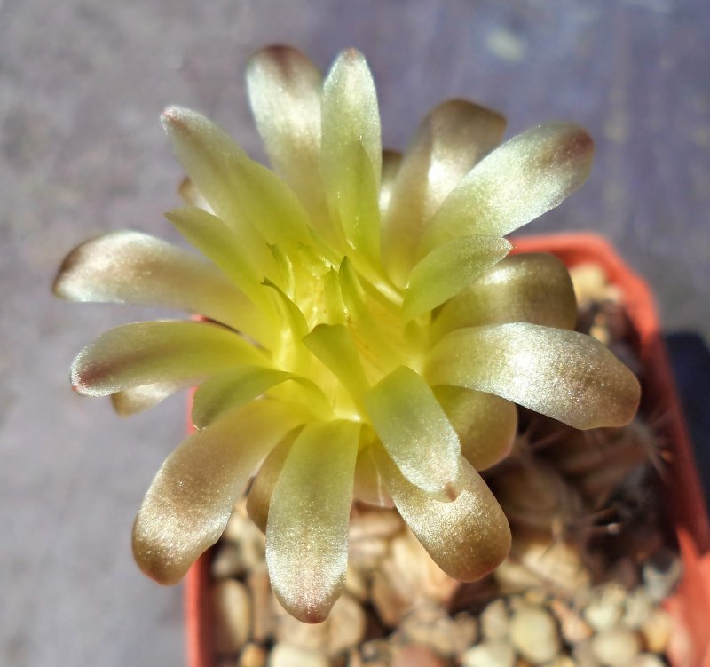 Gymnocalycium mihanovichii filadelfiense