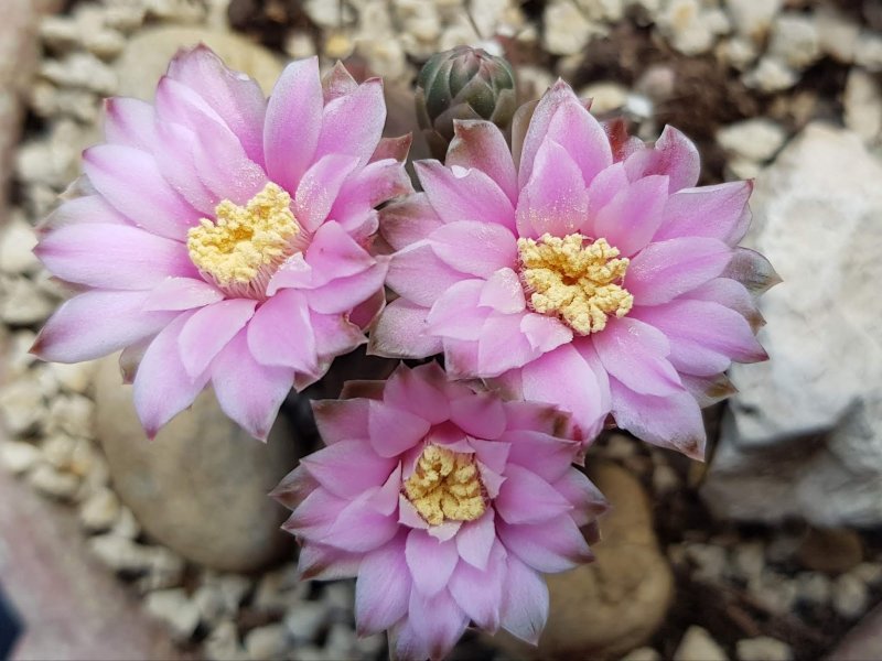 Gymnocalycium anisitsii