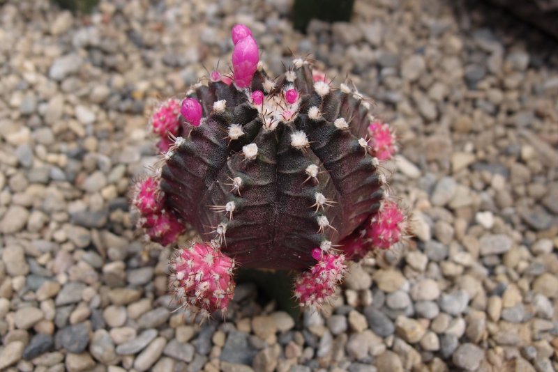 Кактус Gymnocalycium