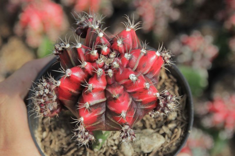 Кактус Gymnocalycium mihanovichii var. Friedrichii