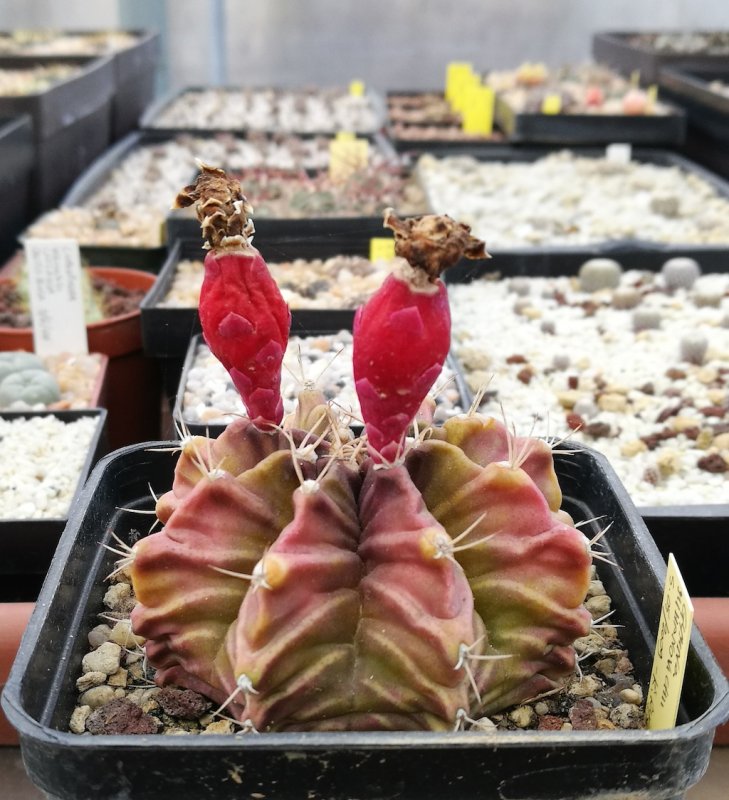 Gymnocalycium mihanovichii GN 1092