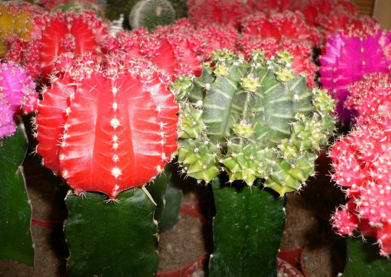 Gymnocalycium baldianum VG 071