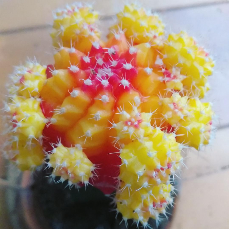 Gymnocalycium mihanovichii lb 12