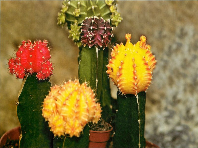 Gymnocalycium mihanovichii