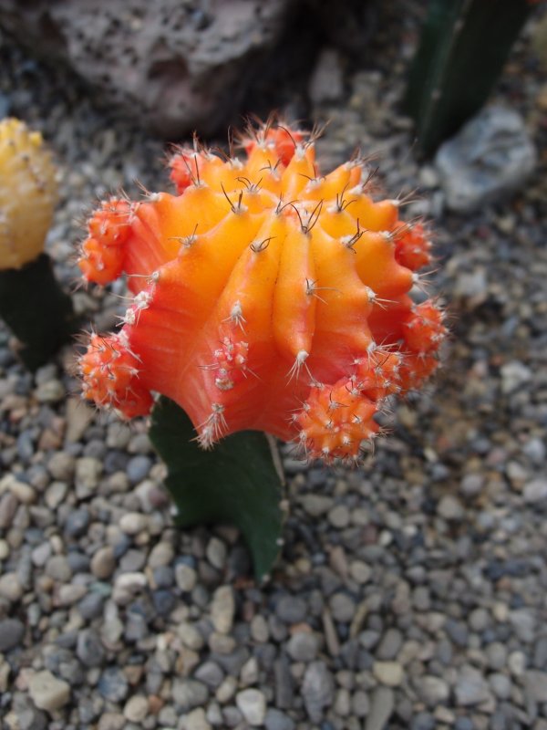 Гимнокалициум (Gymnocalycium) mihanovichii